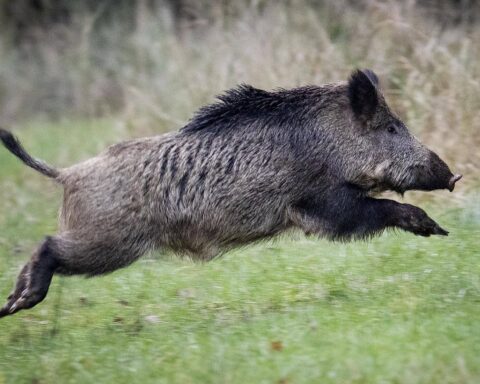 La France enregistre plus d'un million de sangliers tués lors de la dernière saison de chasse