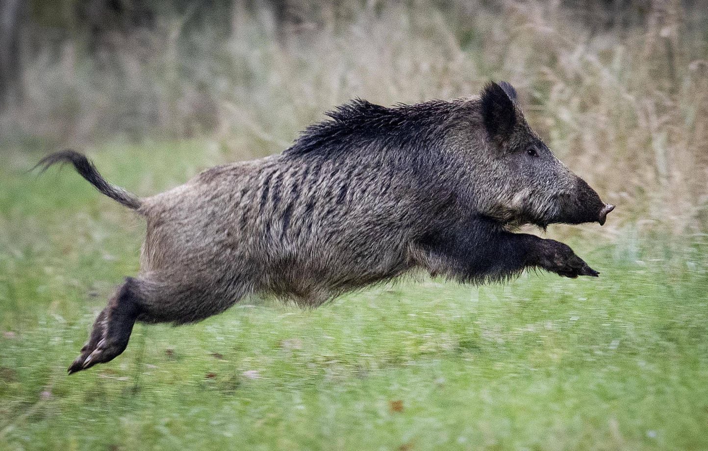 La France enregistre plus d'un million de sangliers tués lors de la dernière saison de chasse 1 La France enregistre plus d'un million de sangliers tués lors de la dernière saison de chasse