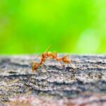 La guerre sans fin des fourmis argentines en Californie soulève des questions sur la nature des conflits