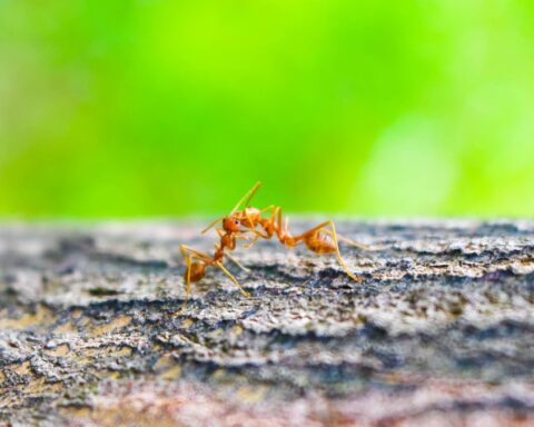 La guerre sans fin des fourmis argentines en Californie soulève des questions sur la nature des conflits
