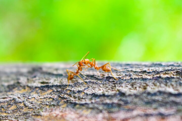 La guerre sans fin des fourmis argentines en Californie soulève des questions sur la nature des conflits
