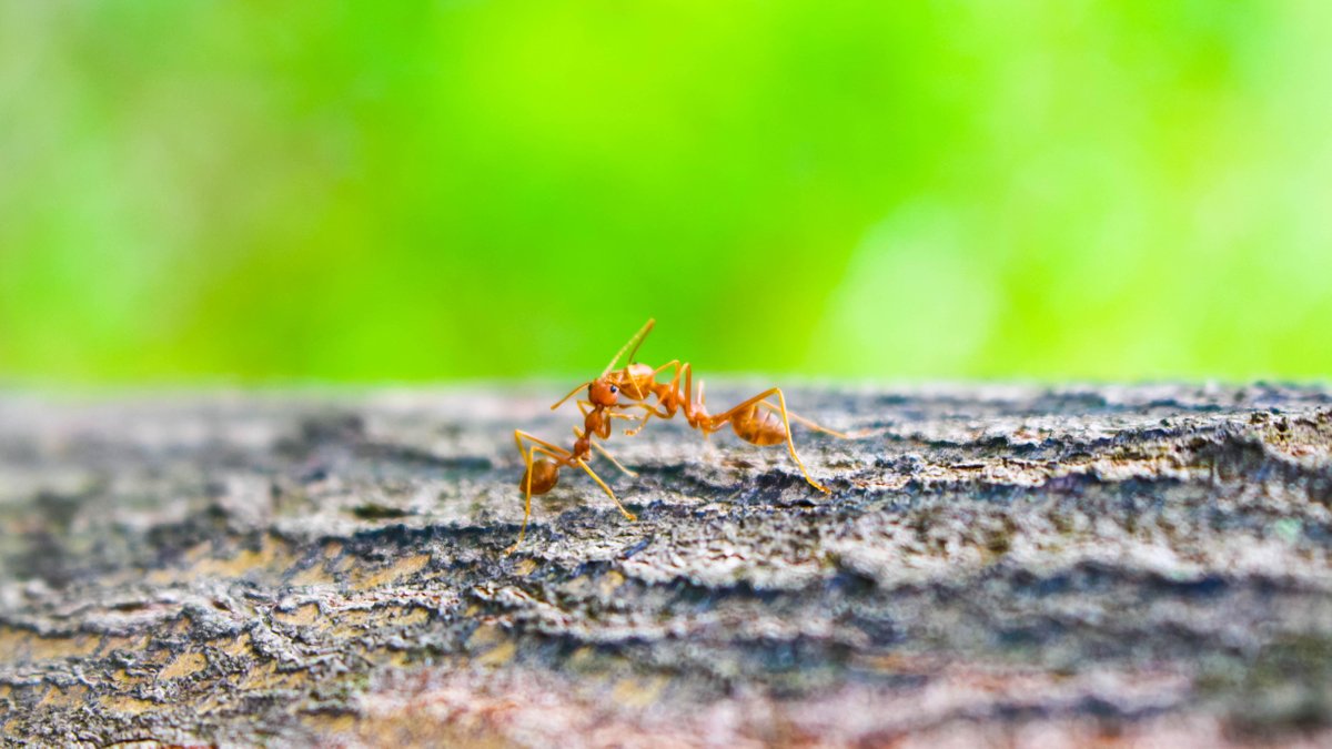 La guerre sans fin des fourmis argentines en Californie soulève des questions sur la nature des conflits 1 La guerre sans fin des fourmis argentines en Californie soulève des questions sur la nature des conflits