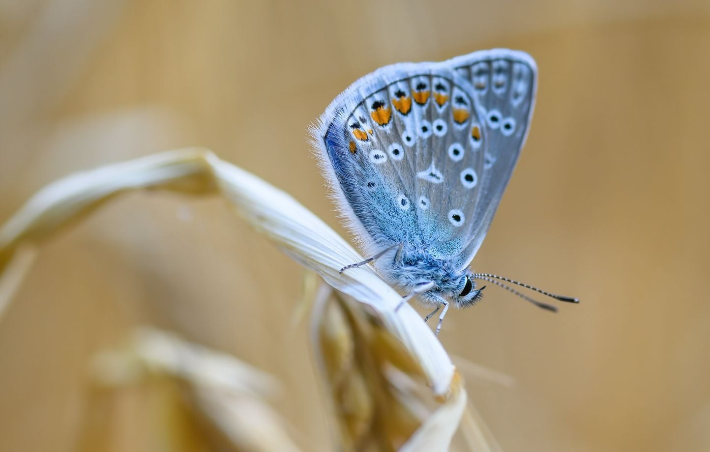 La Vienne : l'azuré de la pulmonaire en danger d'extinction, des mesures envisagées pour sa préservation 1 La Vienne : l'azuré de la pulmonaire en danger d'extinction, des mesures envisagées pour sa préservation