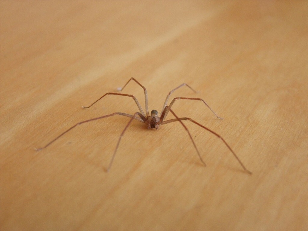 Les araignées font leur grand retour : 12 faits étonnants à connaître sur ces créatures fascinantes