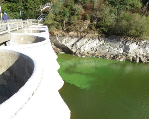 Lille : l'invasion des lentilles d'eau menace l'écosystème du canal de la Deûle