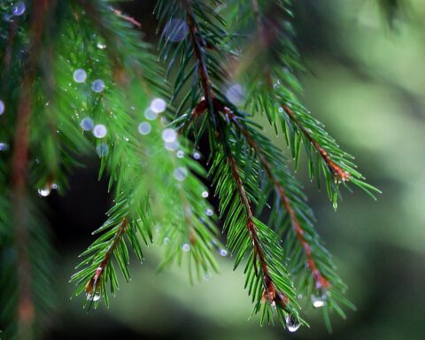 Pluie annoncée sur la France : le pétrichor et l'odeur de terre font leur retour