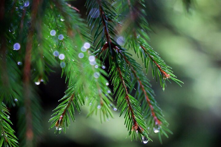 Pluie annoncée sur la France : le pétrichor et l'odeur de terre font leur retour
