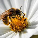 Récolte de miel en 2026 : une baisse significative due à des conditions climatiques extrêmes