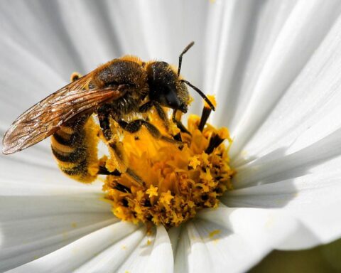 Récolte de miel en 2026 : une baisse significative due à des conditions climatiques extrêmes