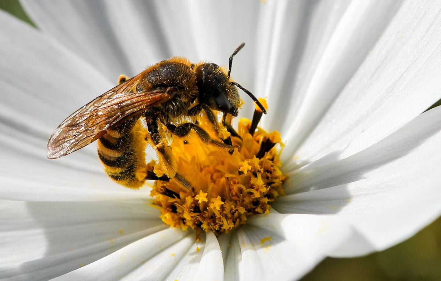 Récolte de miel en 2026 : une baisse significative due à des conditions climatiques extrêmes
