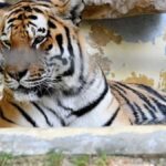 Un homme attaqué et tué par un tigre dans un zoo en Angleterre