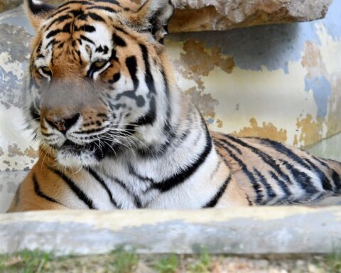 Un homme attaqué et tué par un tigre dans un zoo en Angleterre