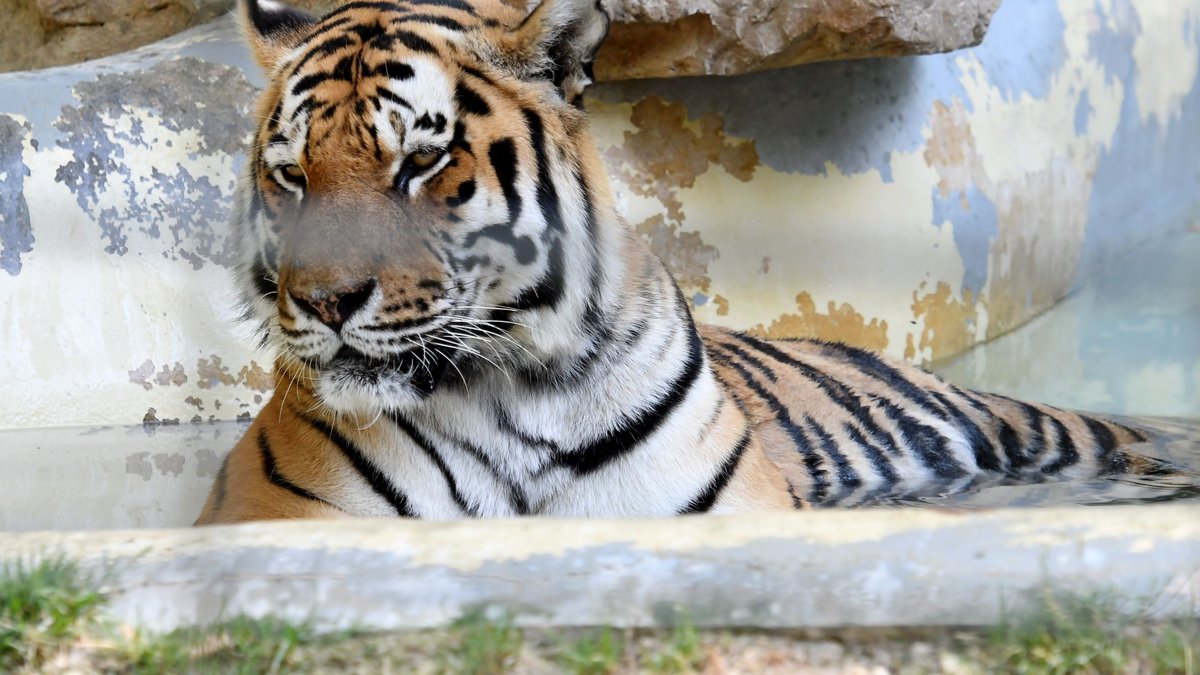 Un homme attaqué et tué par un tigre dans un zoo en Angleterre 1 Un homme attaqué et tué par un tigre dans un zoo en Angleterre