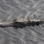 Un homme de 71 ans tué par un alligator de 3,60 mètres en Floride