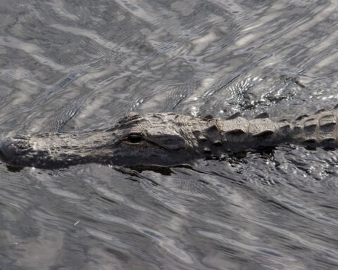 Un homme de 71 ans tué par un alligator de 3,60 mètres en Floride