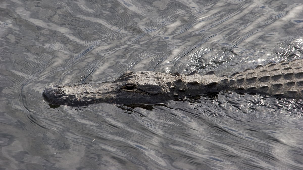 Un homme de 71 ans tué par un alligator de 3,60 mètres en Floride 1 Un homme de 71 ans tué par un alligator de 3,60 mètres en Floride