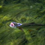 Un laboratoire sauve 500 poissons d'un ruisseau en 1h30 avant des travaux à Guingamp