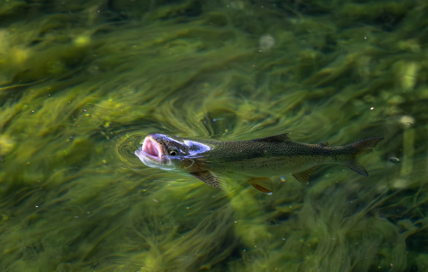 Un laboratoire sauve 500 poissons d'un ruisseau en 1h30 avant des travaux à Guingamp 1 Un laboratoire sauve 500 poissons d'un ruisseau en 1h30 avant des travaux à Guingamp