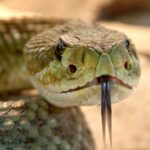 Un serpent des sables afro-asiatique observé au Gujarat après 150 ans d'absence