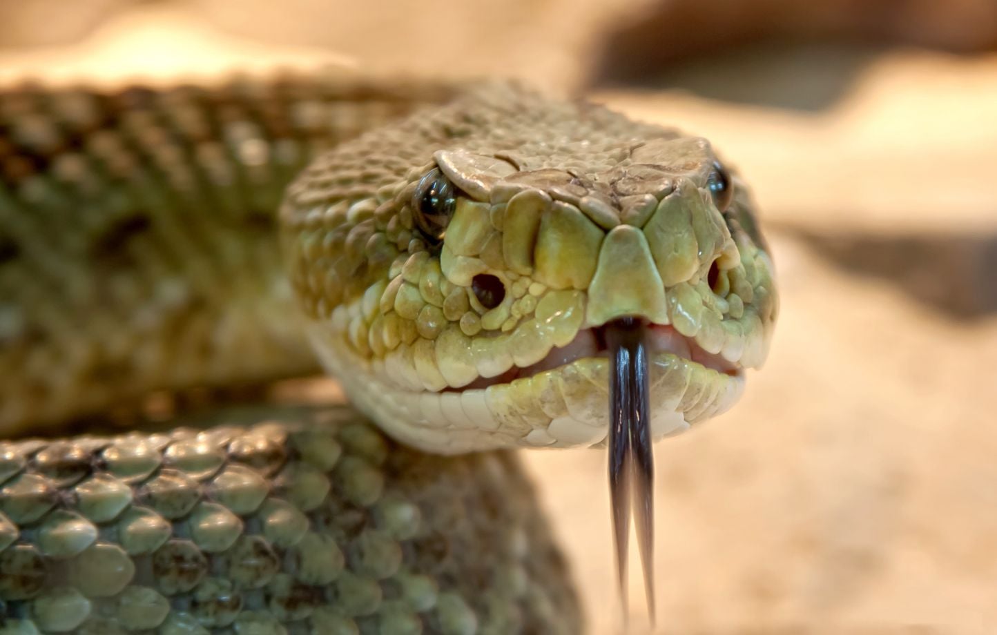 Un serpent des sables afro-asiatique observé au Gujarat après 150 ans d'absence 1 Un serpent des sables afro-asiatique observé au Gujarat après 150 ans d'absence
