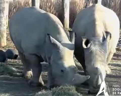 Wami, le rhinocéros blanc emblématique du parc zoologique de Paris, s'envole pour le Mexique