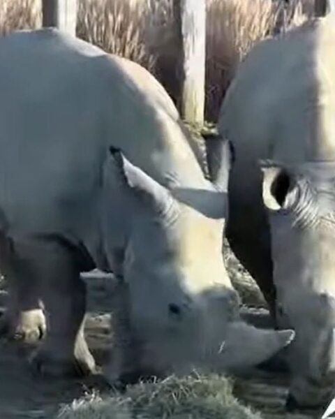 Wami, le rhinocéros blanc emblématique du parc zoologique de Paris, s'envole pour le Mexique
