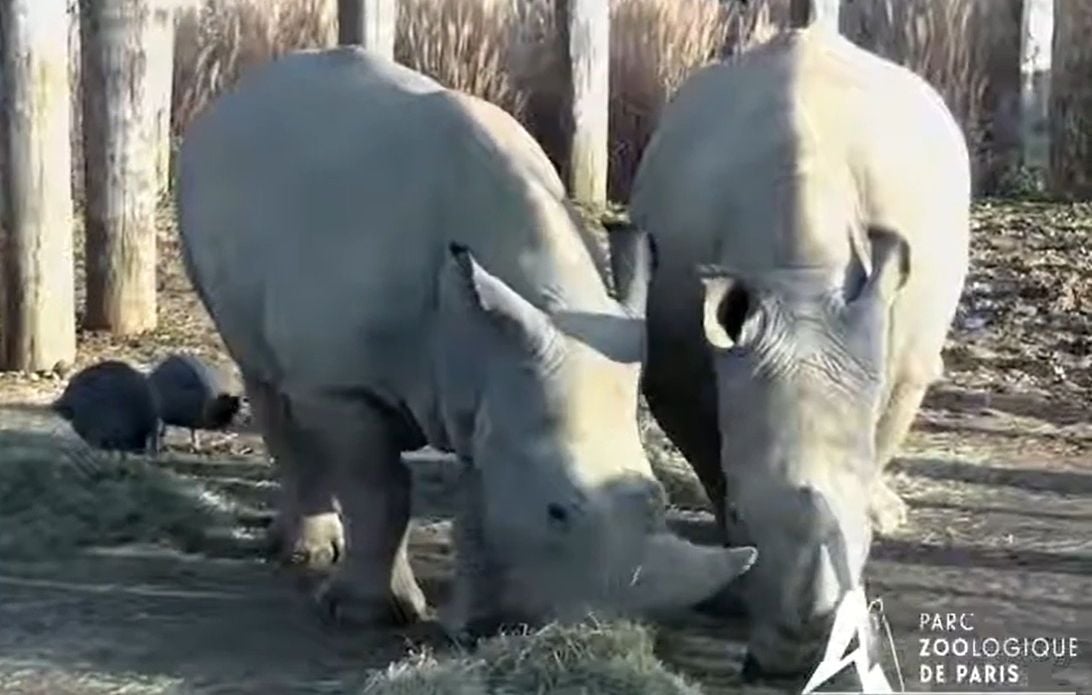 Wami, le rhinocéros blanc emblématique du parc zoologique de Paris, s'envole pour le Mexique